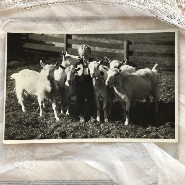 画像2: Postcard ヤギと男の子 スイス 1935年 (2)
