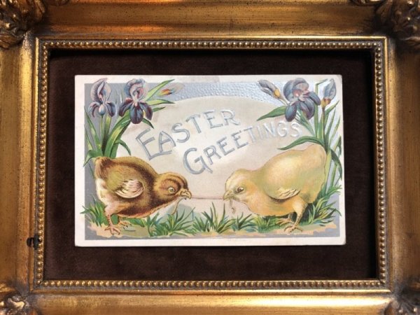 画像2: ▼SALE 500▼ Postcard イースター ヒヨコさんの綱引き アヤメのお花 未使用 (2)