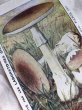 画像2: Trade card   キノコ　AMANTA PHALLOIDES フランス1920年代 (2)