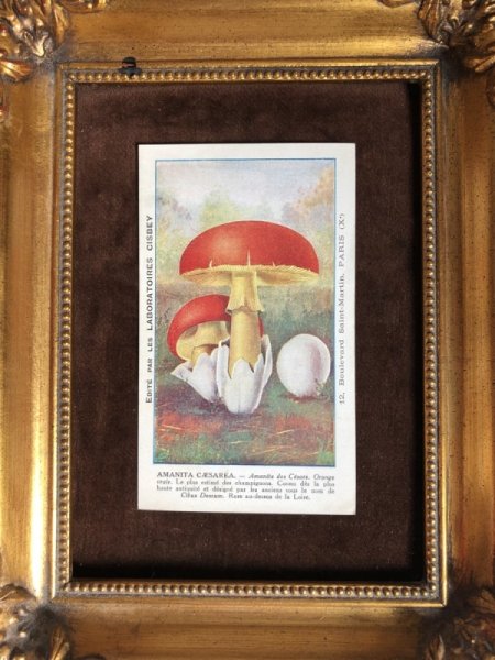 画像4: Trade card 赤いキノコ AMANTA CESAREA 1920年代 (4)