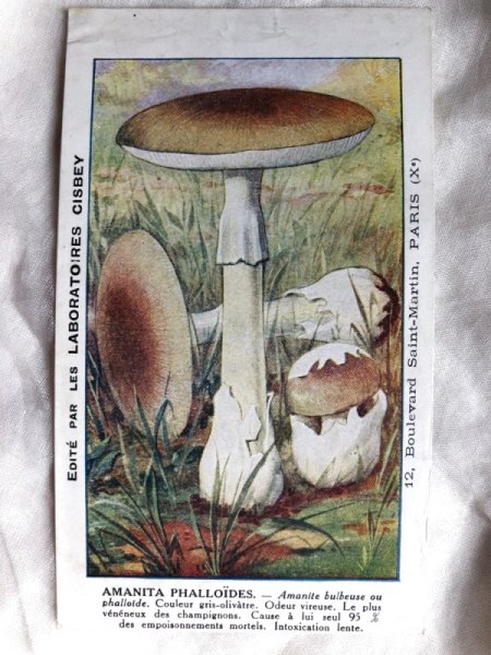 画像1: Trade card   キノコ　AMANTA PHALLOIDES フランス1920年代 (1)