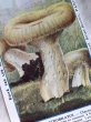 画像2: Trade card   キノコ　LACTARIUS SCROBILATUS フランス1920年代 (2)