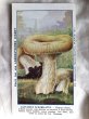 画像1: Trade card   キノコ　LACTARIUS SCROBILATUS フランス1920年代 (1)