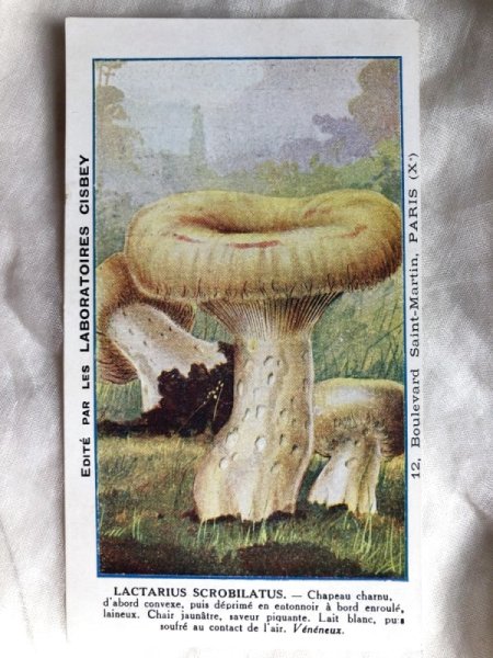 画像1: Trade card   キノコ　LACTARIUS SCROBILATUS フランス1920年代 (1)