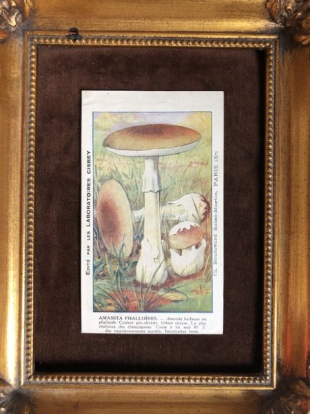 画像3: Trade card   キノコ AMANTA PHALLOIDES フランス1920年代 (3)