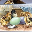 画像1: ▼SALE 500▼　Postcard イースター　卵と4羽のヒヨコさん　イギリス1911年 (1)