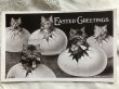 画像2: Postcard 　イースター　卵から産まれた猫たち　イギリス1907年 (2)