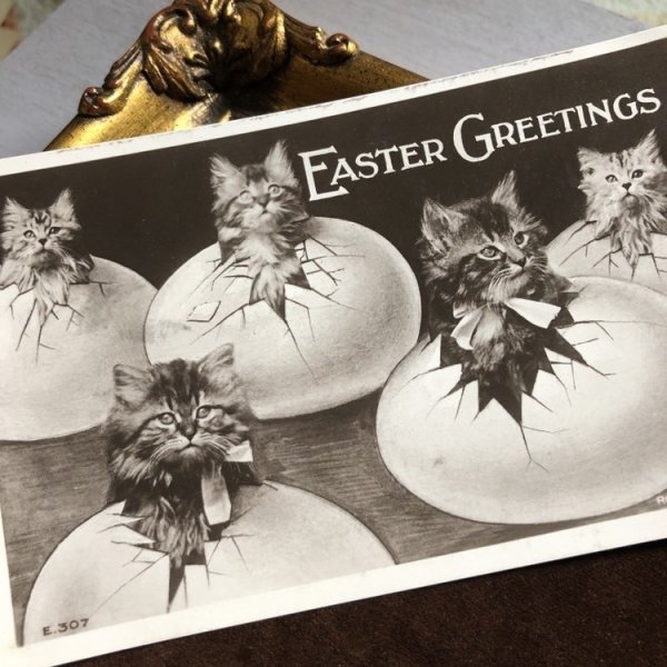 画像1: Postcard 　イースター　卵から産まれた猫たち　イギリス1907年 (1)