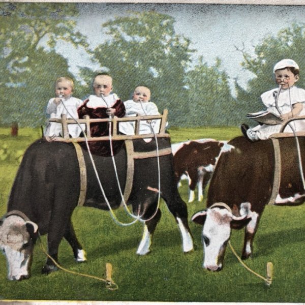 画像1: Postcard 　牛のミルクを吸う赤ちゃんたち (1)