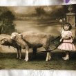 画像1: Postcard 　女の子と2頭の羊　フランス (1)