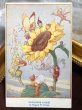 画像2: Postcard  ヒマワリのお花の妖精たち　Sunflower Fairies by Margaret Tarrant　 (2)