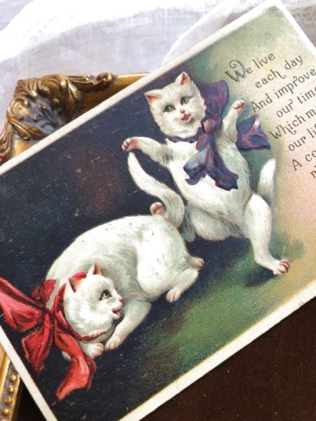 画像2: Postcard ダンスをする白猫さん アメリカ1907年 (2)