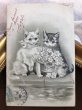 画像2: Postcard　お花のバスケットと猫　Helena Maguire　フランス1905年 (2)