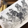 画像2: Postcard　目隠し鬼さんで遊ぶ犬たち　Helena Maguire ?　スイス1902年 (2)