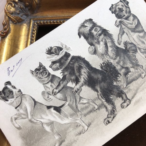 画像2: Postcard 目隠し鬼さんで遊ぶ犬たち Helena Maguire ? スイス1902年 (2)
