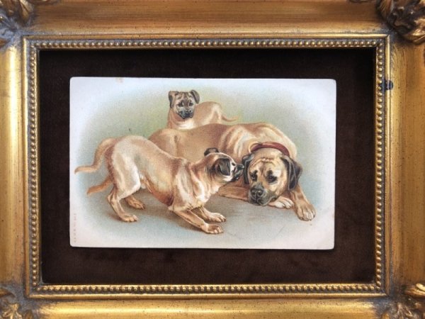 画像2: Postcard　マスティフ犬の親子　（未使用）　Helena Maguire　/ Dorothy Travers Pope (2)