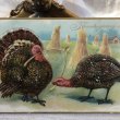 画像1: Postcard　感謝祭　サンクスギビング　七面鳥とウィッシュボーン　1908年 (1)