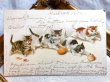 画像1: Postcard  果物と遊ぶ子猫たち　Helena Maguire (1)