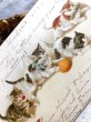 画像2: Postcard  果物と遊ぶ子猫たち　Helena Maguire (2)