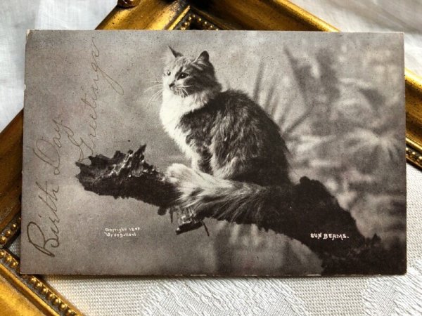画像1: ▼SALE500▼　Postcard  長毛の猫　 (1)