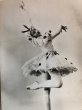 画像2: Postcard 　バレエ　ジュリア・ファロン　Julia Farron 眠れる森の美女 (2)