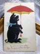 画像1: Postcard 　傘をさす黒豚さん　手描き　フランス (1)