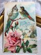 画像1: Postcard 　2羽の小鳥　薔薇のお花　1910年 (1)