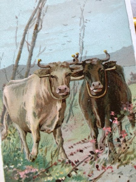 画像2: Trade card   Arbuckle's Ariosa Coffee 2頭の牛さん (2)