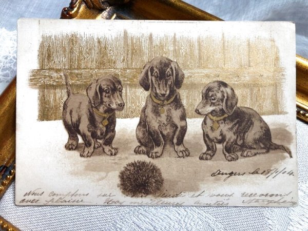 画像1: Postcard  　ハリネズミと3匹のダックスフンド犬　フランス1904年 (1)