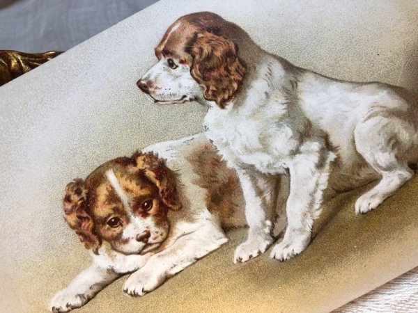 画像2: Postcard  スパニエル犬の子犬 キャバリア Helena Maguire ? フランス (2)
