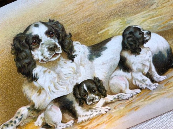 画像2: Postcard  スパニエル犬の家族 Helena Maguire ? フランス (2)