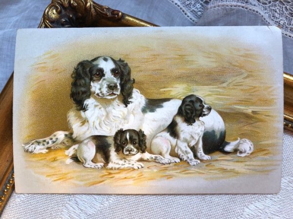 画像1: Postcard  スパニエル犬の家族　Helena Maguire ?　フランス (1)