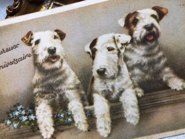 画像2: Postcard   3匹のテリア犬 ジャックラッセルテリア ワイヤーフォックステリア (2)