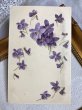 画像2: Postcard 　スミレのお花　ベルギー1910年 (2)