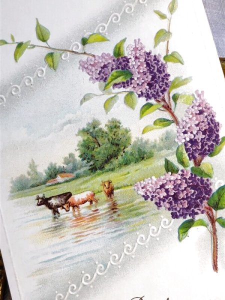 画像3: Postcard   アンティークポストカード ライラックのお花と水辺の牛 アメリカ1915年 (3)