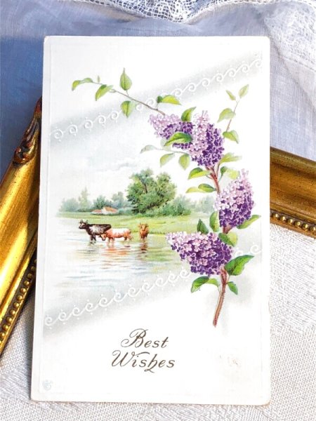 画像2: Postcard   アンティークポストカード ライラックのお花と水辺の牛 アメリカ1915年 (2)