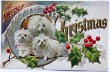 画像1: Postcard  　アンティークポストカード　クリスマス マルチーズ犬の親子　アメリカ1911年 (1)