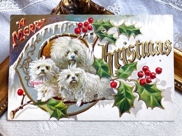 画像2: Postcard  　アンティークポストカード　クリスマス マルチーズ犬の親子　アメリカ1911年 (2)