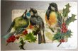 画像1: Postcard  アンティークポストカード　クリスマス　小鳥とホーリー　フィンチ　アメリカ1906年 (1)