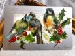 画像2: Postcard  アンティークポストカード　クリスマス　小鳥とホーリー　フィンチ　アメリカ1906年 (2)