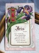 画像2: Postcard  　アンティークポストカード　アルファベットI　Iris　アイリスのお花　アヤメ　 宝石　ジュエリー　花言葉 (2)