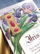 画像3: Postcard  　アンティークポストカード　アルファベットI　Iris　アイリスのお花　アヤメ　 宝石　ジュエリー　花言葉 (3)