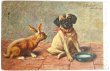 画像1: Postcard　アンティークポストカード　うさぎとパグ犬　ウサギ　アメリカ1907年 (1)