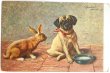 画像1: Postcard　アンティークポストカード　うさぎとパグ犬　ウサギ　アメリカ1908年 (1)