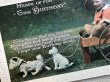 画像3: Postcard　アンティークポストカード　犬のぬいぐるみの車に乗る男の子　イギリス　（未使用） (3)