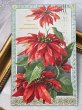 画像2: Postcard  アンティークポストカード　クリスマス　Xmas　ポインセチア　　poinsettia　 (2)