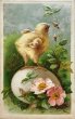画像1: Postcard　アンティークポストカード　イースター　　卵の上のヒヨコ　プリムローズ　 (1)