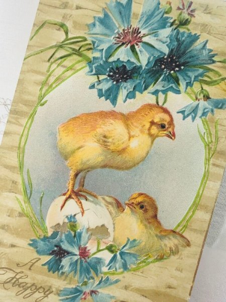 画像2: Postcard アンティークポストカード イースター ヒヨコとお花 ヤグルマギク? コーンフラワー 1908年 (2)