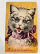 画像1: Postcard　アンティークポストカード　眼鏡の猫　This is so sudden  Arthur Thiele　1908年 (1)