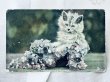 画像1: Postcard　アンティークポストカード　靴の中の子猫　イギリス1907年 (1)